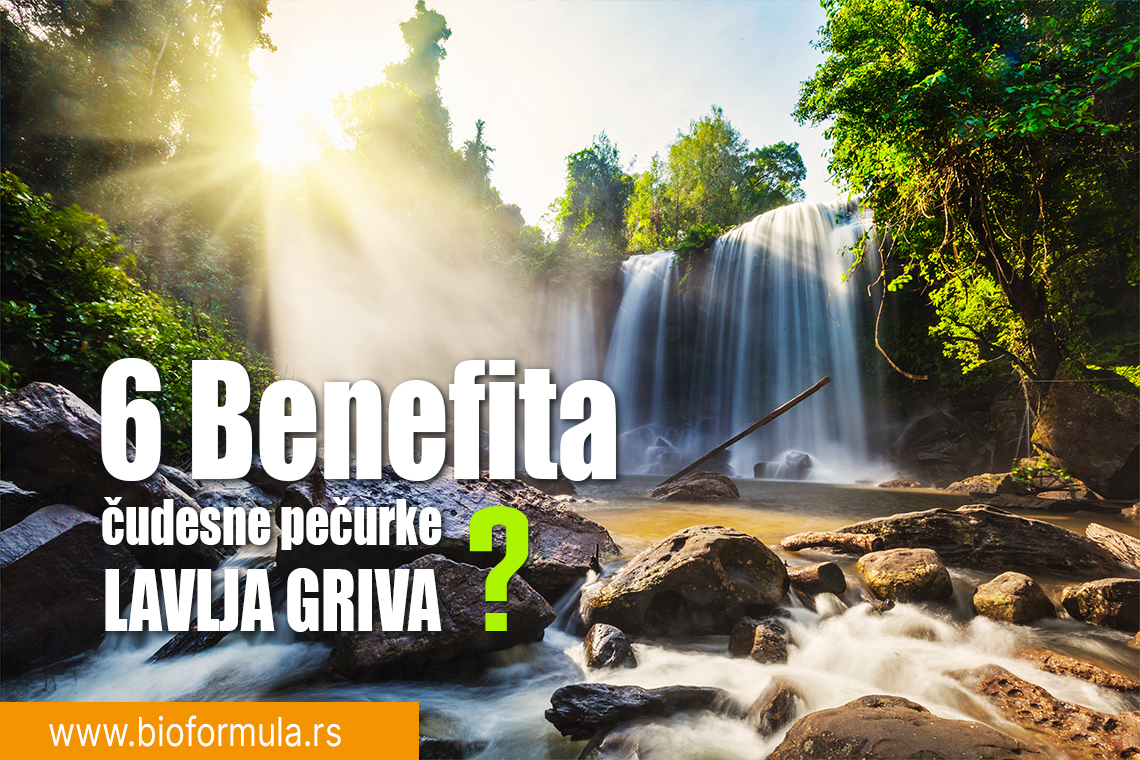 6 Zdravstvenih benefita pečurke “Lavlja Griva” ?